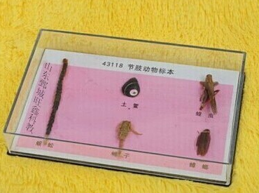 节肢动物标本