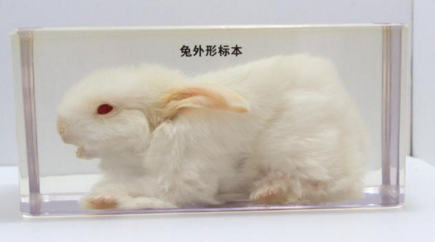 兔外形标本