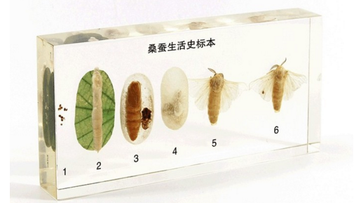 桑蚕生活史标本